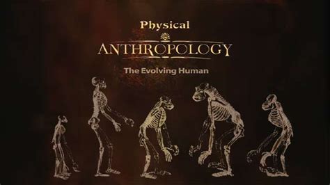 Physical Anthropology The Evolving Human Heredity And Evolution Cuny