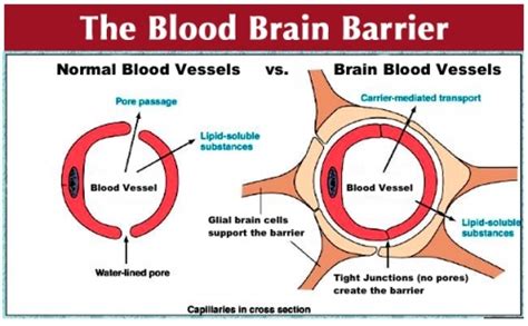 Stem Cell Derived Blood Brain Barrier Gives More Complete Picture Of