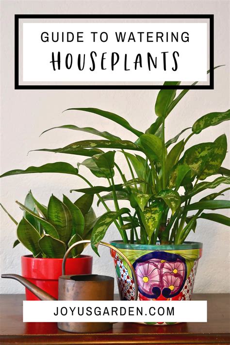 A Guide To Watering Indoor Plants Joy Us Garden Common House Plants