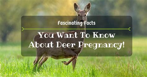 How Long Is A Deer Pregnant Fascinating Facts You Want To Know About