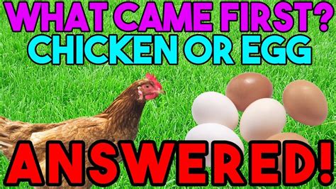 What Came First Chicken Or Egg Finally Answered Youtube