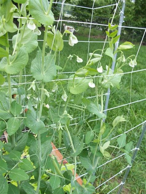 Super Sugar Snap Peas On Trellis Flickr Photo Sharing