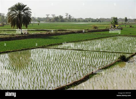 Niger Niamey Farming At The Banks Of River Niger Paddy Fields Stock