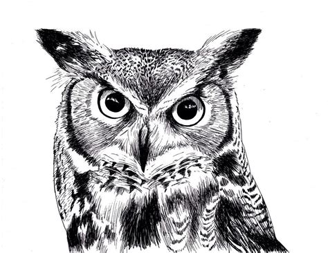 Adorable Great Horned Owl Drawing I Love Owls So Much There Are