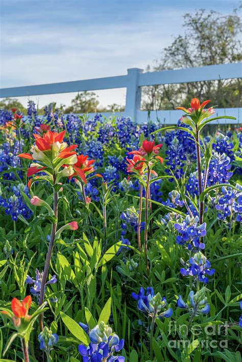 Bluebonnets Wildflowers Along The Fence Vertical Photograph By Bee