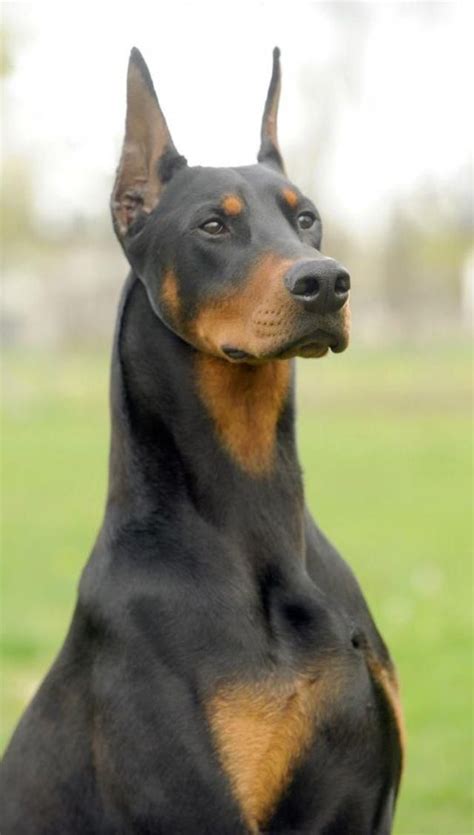 15 Cool Facts You Didnt Know About The Doberman Perros Cuidadores