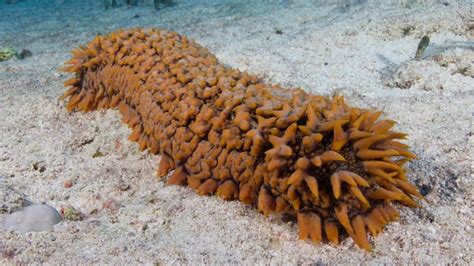 Sea Cucumber Facts Science Facts