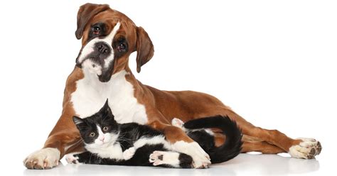 To adopt a rescued pet go to k9friends.com , eawsuae.com or rakawc.com. Free workshops to help shelter dogs and cats - CatTime