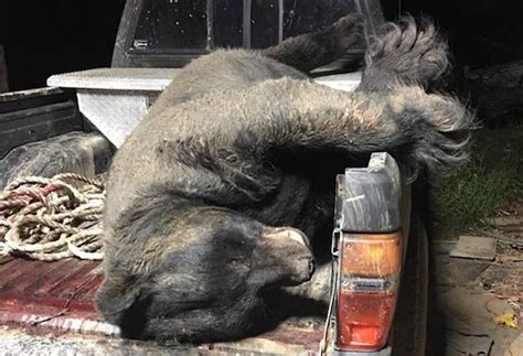 This May Be The Largest Black Bear Ever Taken In Georgia Sporting