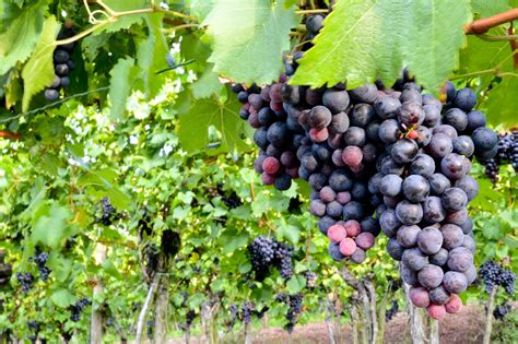 Cómo Cultivar Uvas Para La Elaboración De Vino Tvagro Por Juan