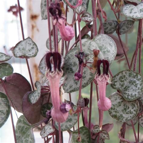 Ceropegia Woodii String Of Hearts The Flower Spot