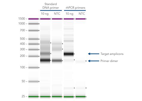 This pcr introduction will demonstrate that pcr is a fundamental technique used to amplify fragments of dna, frequently using the taq polymerase to. RNase H-dependent PCR reduces primer dimers and ...