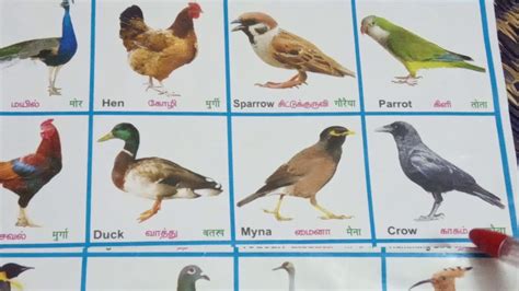 Birds Name In Hindi English And Tamil Youtube