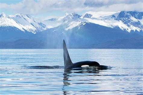 An Orca Whale Killer Whale Orcinus Photograph By John Hyde