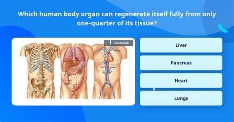 Which Human Body Organ Can Trivia Answers Quizzclub