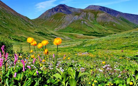 Mountain Meadow With Flowers And Green Grass Mountains