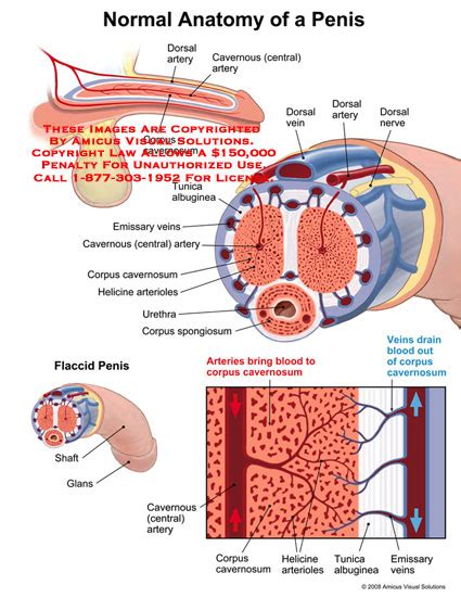 AMICUS Illustration Of Amicus Anatomy Penis Dorsal Artery Cavernous