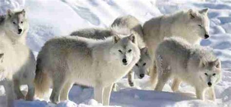 Pack Of Arctic Wolves In Nature Volatility Report