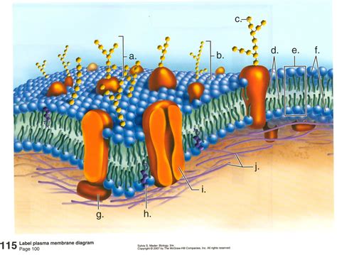 Discover The Intricate Structure Of The Cell Membrane