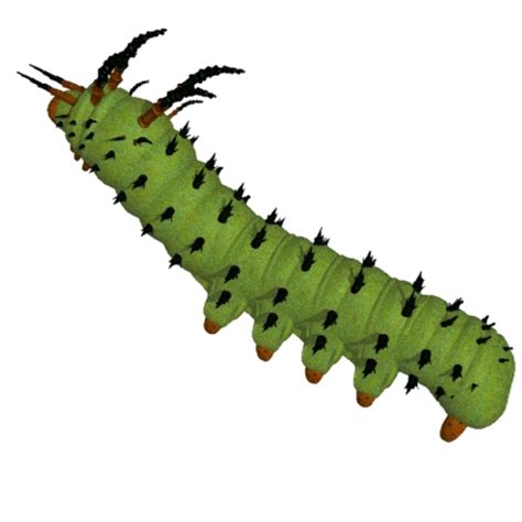 Download High Quality Caterpillar Clipart Realistic Transparent Png