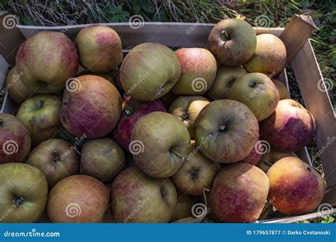 Autumn Harvest Of Healthy Organic Growing Natural Green And Red Apples