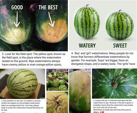 Types Of Watermelon Twin Fruit