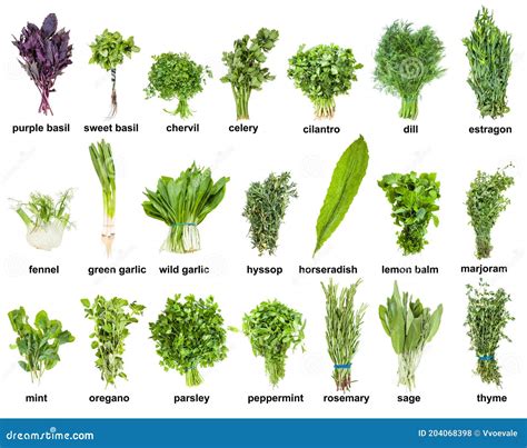 449 Herbs Names Stock Photos Free And Royalty Free Stock Photos From