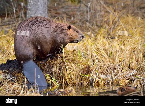 Beaver Tail Canada Hi Res Stock Photography And Images Alamy