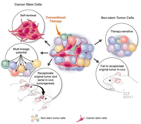 Targeting Cancer Stem Cell Proteins Might Be Key To Defeating Therapy