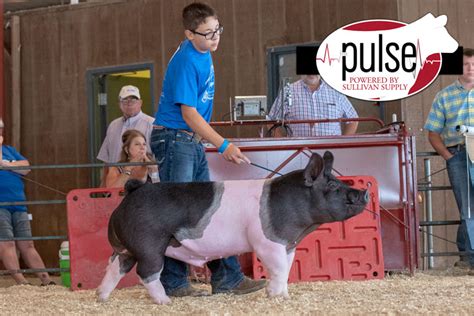 South Dakota Summer Spotlight Market Hogs The Pulse