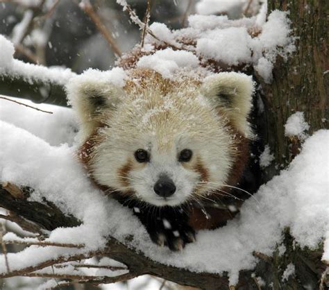 The Cutest Red Panda Photos Ever