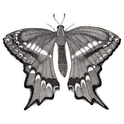 Schaus Swallowtail Butterfly Malinda Rene