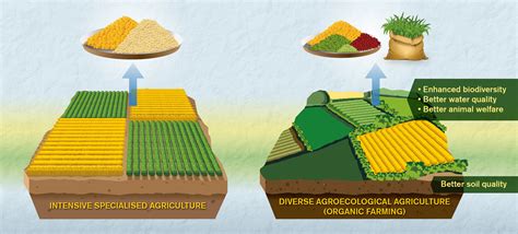 Comparisons Of Organic And Conventional Agriculture Need Improvement