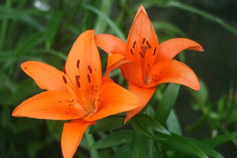 The Language Of Lily Flowers Exploring Their Timeless Meaning