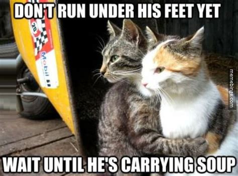 Cats Plotting Against Humans Funny Cat Memes Funny Cute Cats Humor