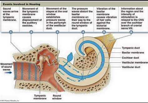 Anatomy Sms The Mechanism Of The Hearing