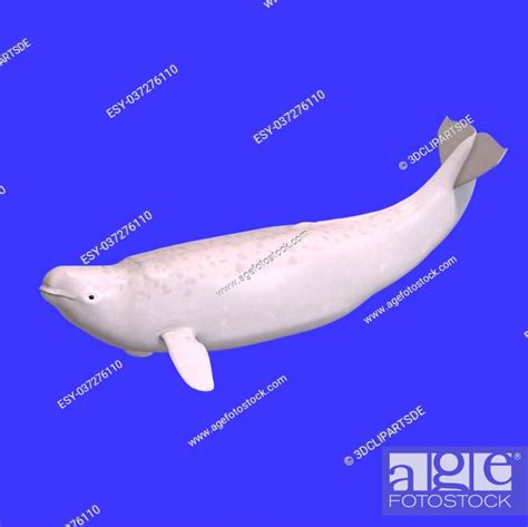Whitle Juvenilie Beluga Whale 3d Rendering With Clipping Path Stock