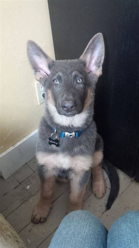 Blue German Shepherd Puppies For Sale Petswall