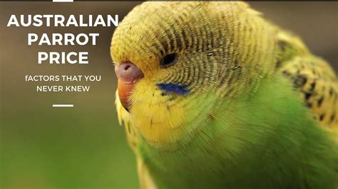 Australian Parrot Price Huge Cost Drop Guide 2023 Parrots For Sale