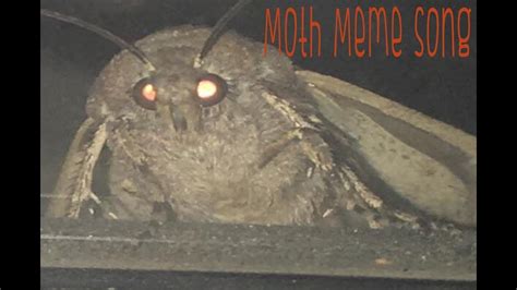 moth meme song i love lamp [meme compilation video] youtube