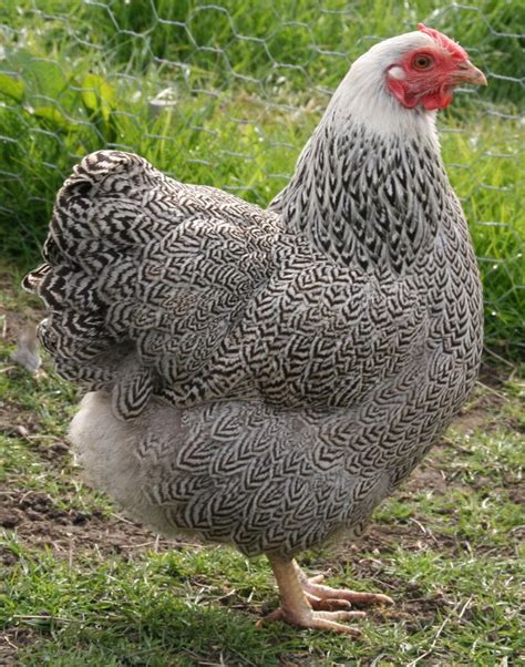 Silver Pencilled Wyandotte Chickens Backyard Beautiful Chickens