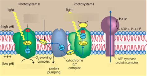 Non Cyclic Photophosphorylation Diagram Quizlet