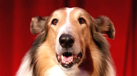 How Many Dogs Did They Use In Lassie