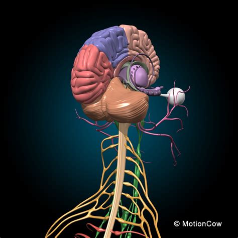 3d Human Skeletal Nervous Systems