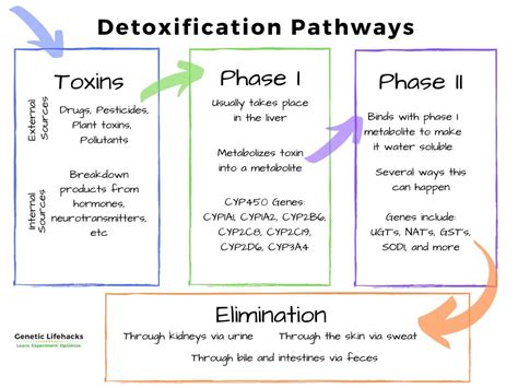 Choose from 500 different sets of flashcards about phase 2 metabolism reactions on quizlet. Detoxification: Phase I and Phase II Detox Genes - Genetic ...