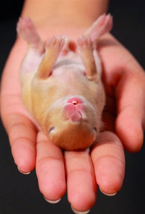 30 Of The Cutest Bunny Pictures You Would Love To See Everyday