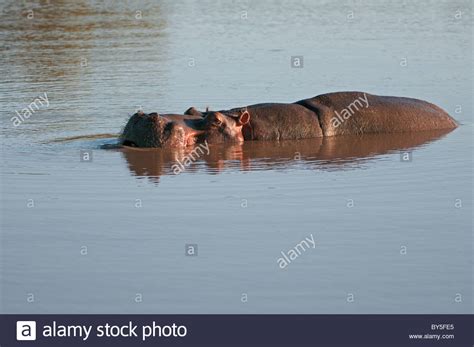 Large Hippopotamus Hi Res Stock Photography And Images Alamy