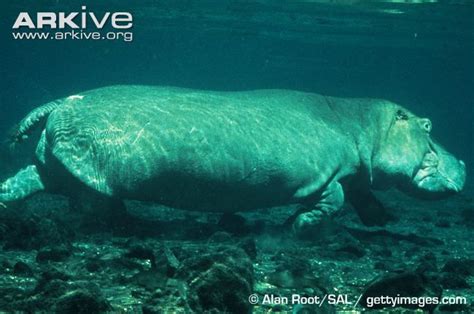 Arkive Closure Hippopotamus Mammals Egyptian Culture