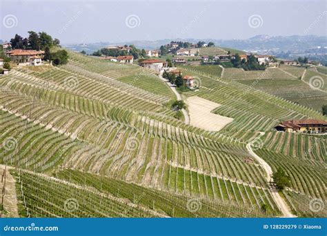 Aerial View Of The Vineyards Of Barbaresco Piedmont Stock Image