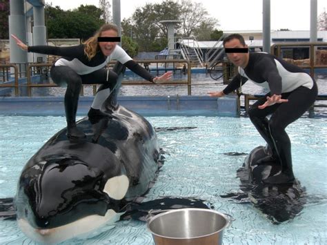 Seaworld Uses Orcas As Toys Dolphin Project